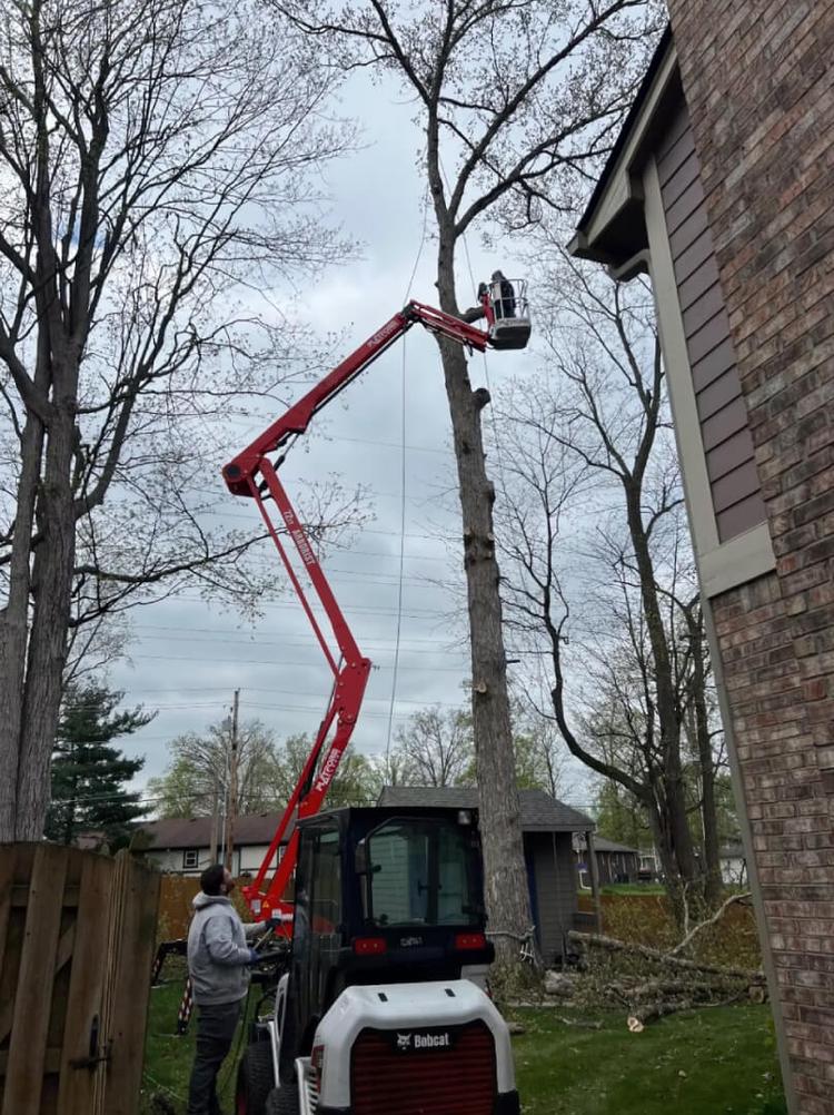 Tree Removal blog